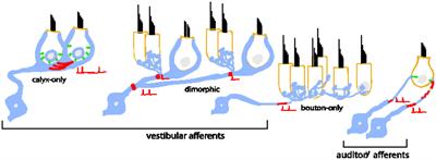 Similarities in the Biophysical Properties of Spiral-Ganglion and Vestibular-Ganglion Neurons in Neonatal Rats